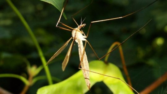 La Catambra è un efficace antizanzare?