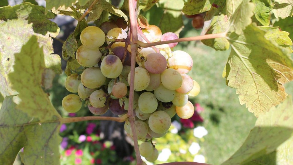 Perché scegliere un vino siciliano?