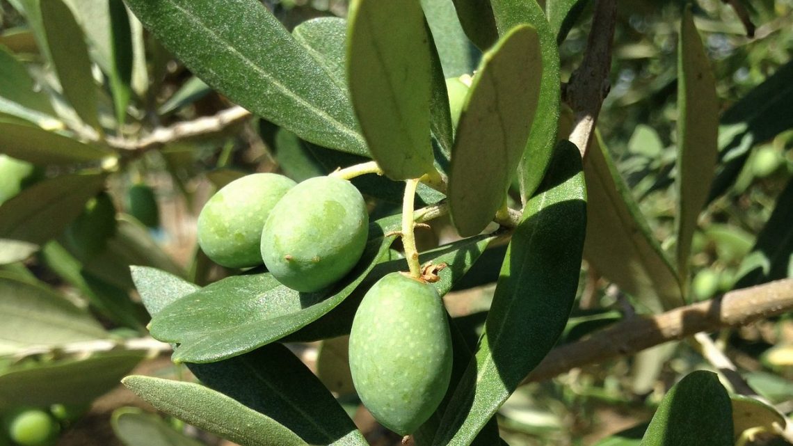 Perché scegliere l’olio siciliano?